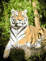 Набор для творчества LORI Картина по номерам холст на подрамнике 30*40 см "Гордый тигр"