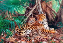 Пазл Castorland 3000 деталей Ягуары в джунглях, средний размер элементов 1,6×1,4 см
