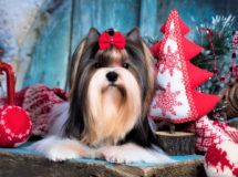 Набор для творчества Рыжий кот Алмазная мозаика Новогодний щенок блестящая с подрамником, с полным заполнением 22*32
